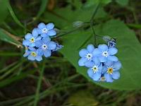 Myosotis des bois (prise a Lens)(2)